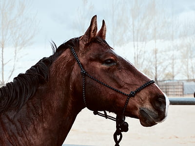 brown horse with muzzle facing rigfht thumbnail