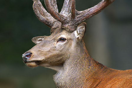 photo of deer thumbnail