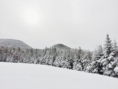 pine trees covered with snow thumbnail