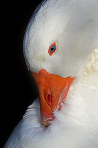 macro photography of white pecking duck thumbnail