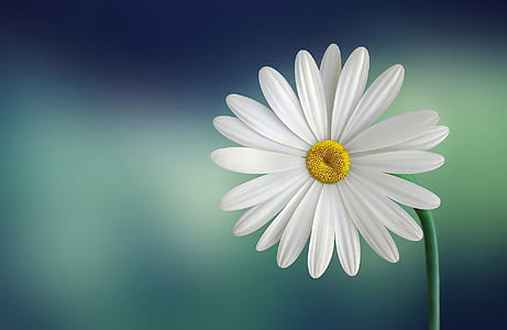 white daisy macro photography thumbnail