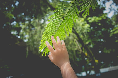 Green Leafed Trees thumbnail