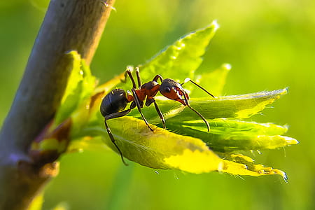 black and red ant thumbnail