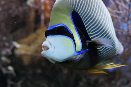 focus photography blue discus fish thumbnail