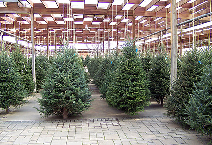 pile of green pine tree thumbnail
