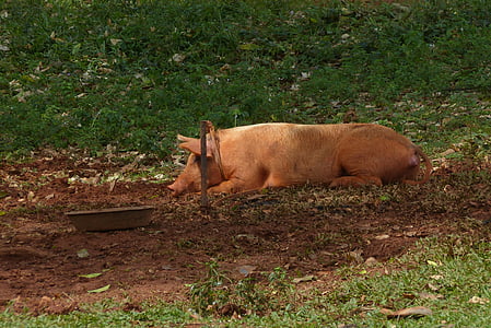 pig laying on ground thumbnail