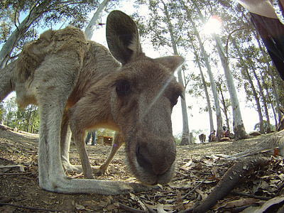 beige kangaroo thumbnail