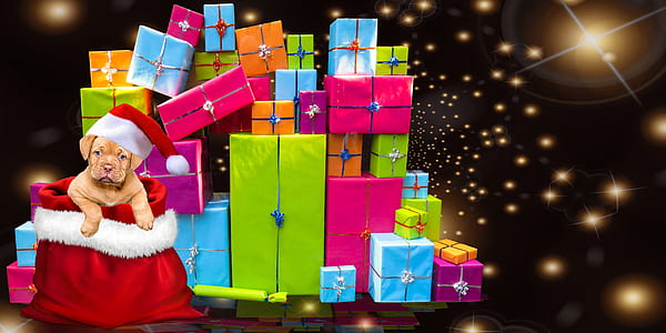 tan French mastiff puppy inside red bag beside pile of gift box lot thumbnail