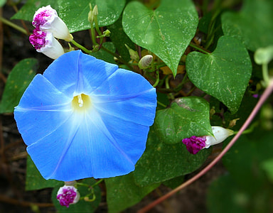 shallow focus photography of blue flower thumbnail