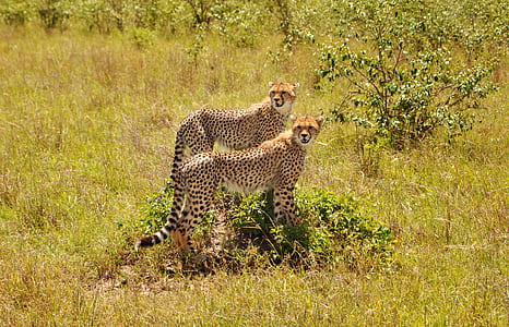 wildlife photography of two cheetahs thumbnail