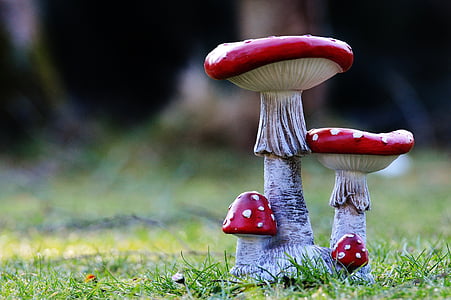 selective focus photo of red mushrooms thumbnail