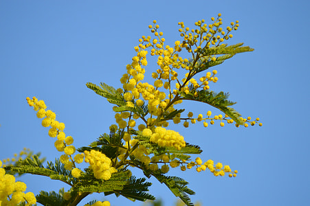 close-up photography of goldenrod flowers during daytime thumbnail