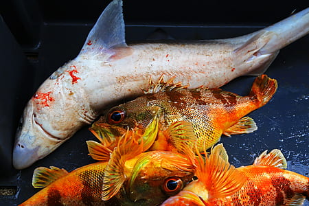 shark and three orange raw fishes thumbnail