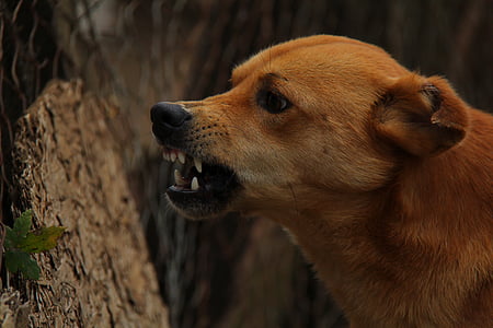 short-coat brown dog standing near tree trunk thumbnail