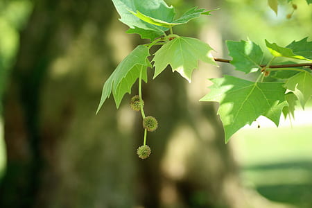 selective focus photo of green leafed pant thumbnail