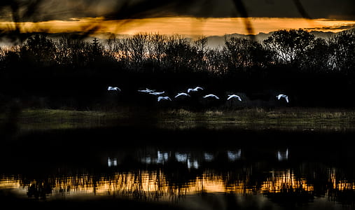 long exposure photography of birds above body of water thumbnail
