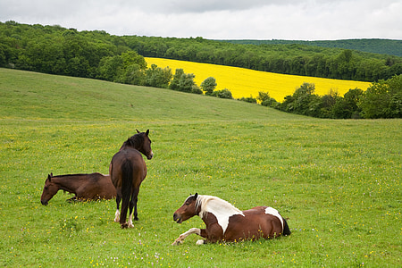 three horses on green grass field during daytime thumbnail