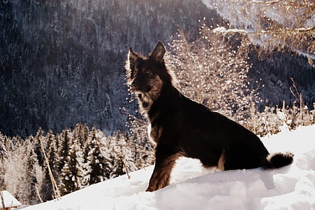 black and tan German shepherd on snow during daytime thumbnail