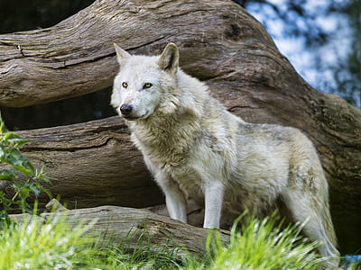 white wolf thumbnail