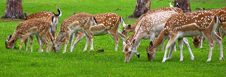 herd of deer on field thumbnail