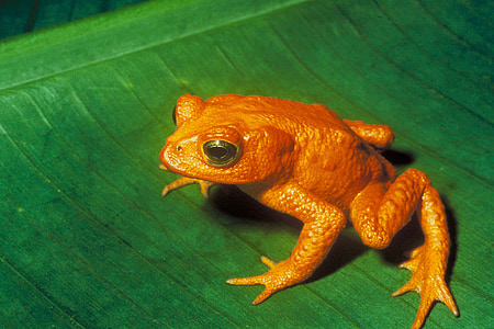 orange frog on green leaf thumbnail