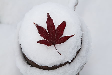 brown maple leaf on ice cream thumbnail