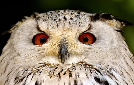 white and brown owl thumbnail