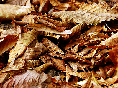 closeup photography of brown dried leaves thumbnail