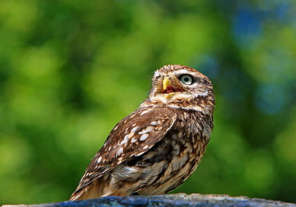 Brown and White Bird Standing on Grey Surface during Daytime thumbnail