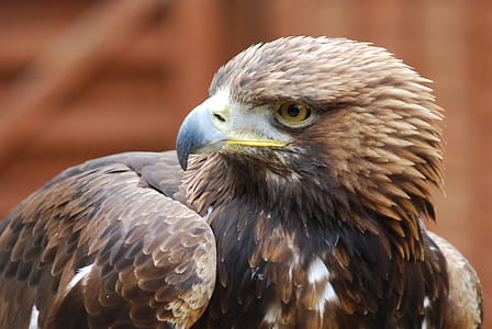 selective focus photo of brown eagle thumbnail