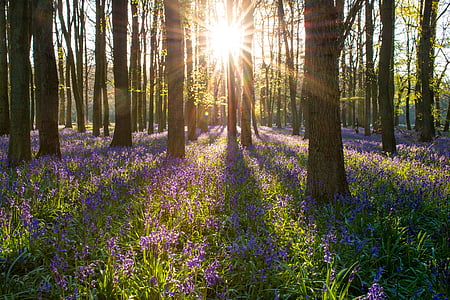 landscape photography of garden of purple petaled flowers and brown trees with crepuscular ray thumbnail