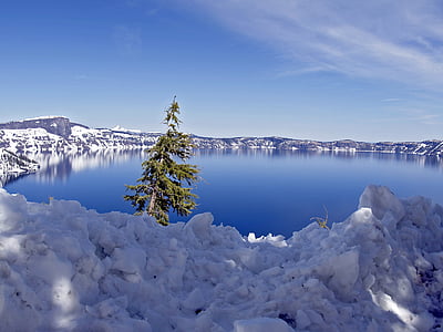 green leaf tree near body of water surrounded by ice thumbnail