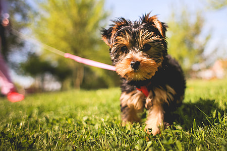 Cute Yorkshire Puppy in the Garden thumbnail