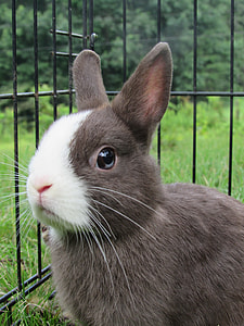 brown and white rabbit inside steel cage thumbnail
