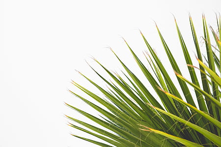 nature, plant, blur, leaves thumbnail