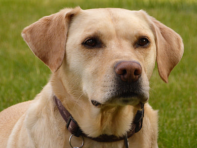 closeup photo of short-coated beige dog thumbnail