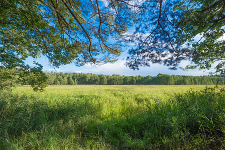 green grass field thumbnail