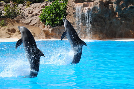 two black dolphins having exhibition on body of water thumbnail