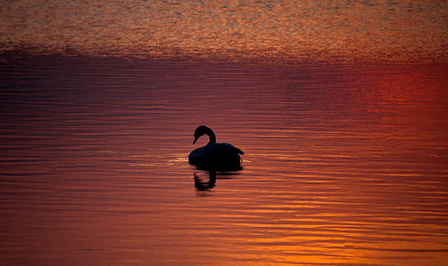 silhouette photography of duck on body of water thumbnail