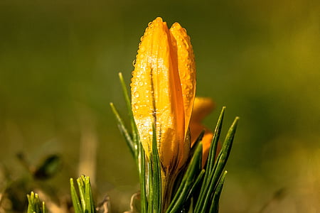 water dew on yellow petaled flowers thumbnail