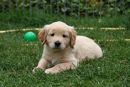 dark golden retriever puppy lying on grass thumbnail