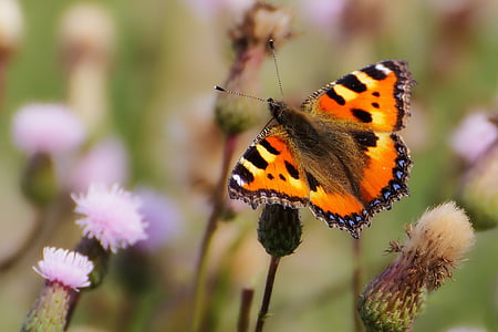skipper moth hovering above pink petaled flower closeup photography thumbnail