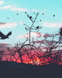 silhouette of flight of birds and bare trees thumbnail