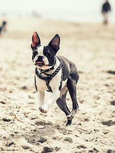 white and black dog running on sand thumbnail