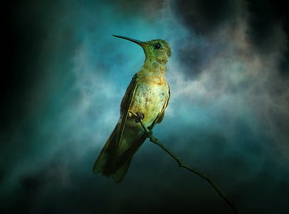 green bird digital wallpaper thumbnail