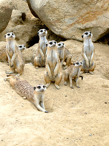 group of meerkats near rock thumbnail