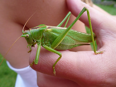 Grasshopper, Great Green thumbnail