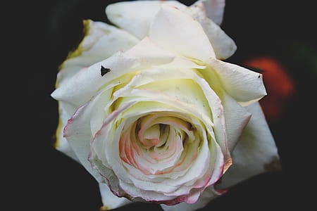 Closeup Photo of White Rose Flower thumbnail