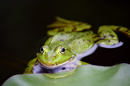 green toad on green lily pad thumbnail