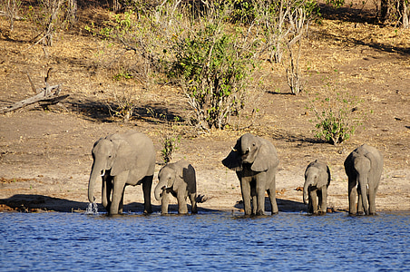 five elephants standing on body of water at daytime thumbnail